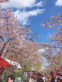 造幣局の桜を見に行って来ました。